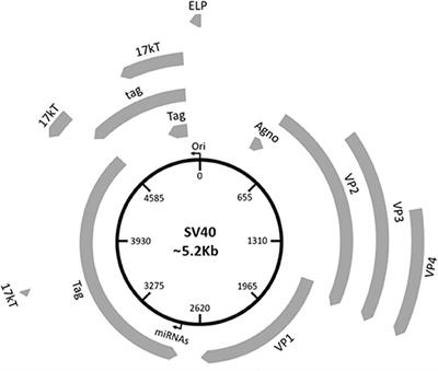 Frontiers | Association Between Simian Virus 40 and Human Tumors